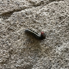 Lepidoptera