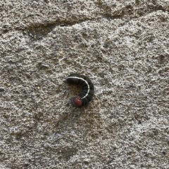Lepidoptera