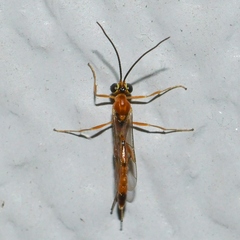 Temelucha ferruginea