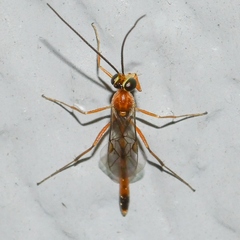 Temelucha ferruginea