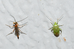 Temelucha ferruginea