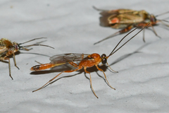 Temelucha ferruginea