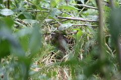 Cavia aperea anolaimae