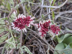 Lomatium hooveri