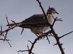 Streptopelia decipiens
