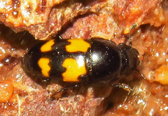 Glischrochilus fasciatus