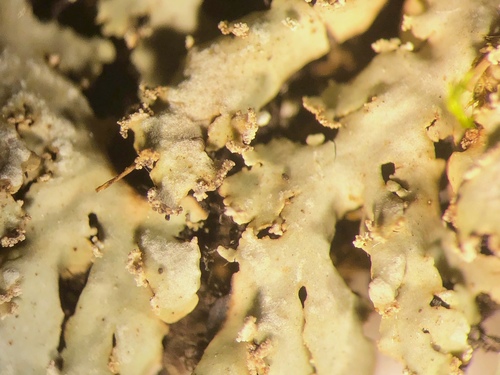 Physconia grumosa image