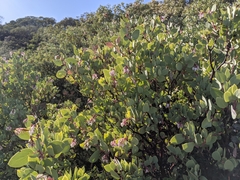 Arctostaphylos viscida pulchella