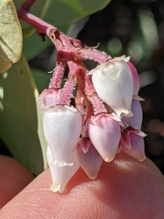 Arctostaphylos viscida pulchella