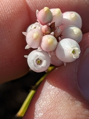 Arctostaphylos viscida pulchella