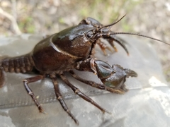 Cambarus reduncus