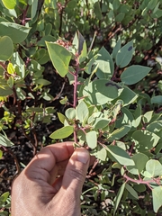 Arctostaphylos viscida pulchella