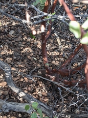 Arctostaphylos viscida pulchella
