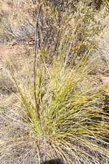Nolina microcarpa