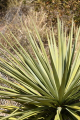 Yucca madrensis
