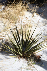 Yucca madrensis