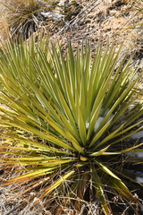 Yucca madrensis