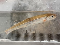 Rosyface Shiner photo 4