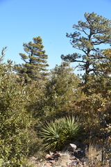 Yucca madrensis
