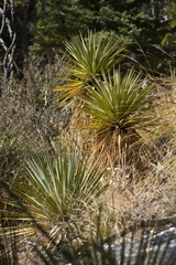 Yucca madrensis