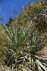 Yucca madrensis