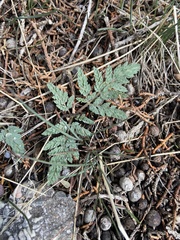 Cymopterus longipes
