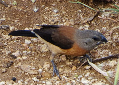Spermestes griseicapilla