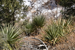 Yucca madrensis