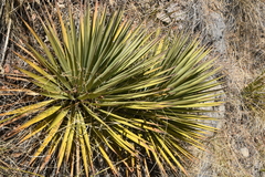 Yucca madrensis