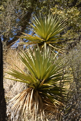 Yucca madrensis