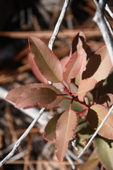 Arbutus arizonica