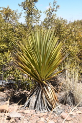 Yucca madrensis