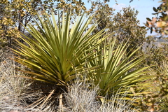 Yucca madrensis
