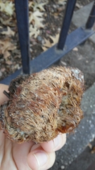 Fungi