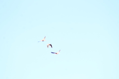 Patagioenas fasciata vioscae