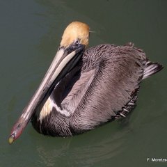 Pelecanus occidentalis