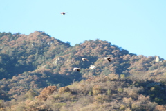 Patagioenas fasciata vioscae