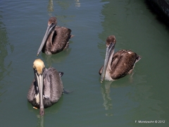 Pelecanus occidentalis