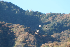 Patagioenas fasciata vioscae