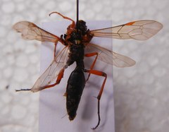 Diphyus quadripunctorius