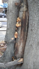 Fungi