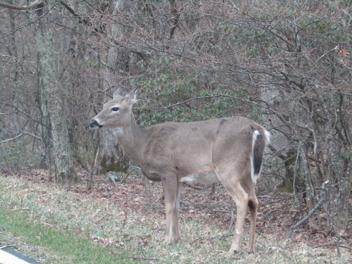 white-tailed deer