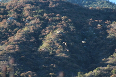 Patagioenas fasciata vioscae