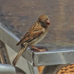 Passer domesticus