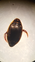 Thermonectus basillaris
