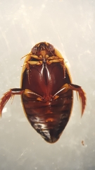 Thermonectus basillaris