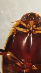 Thermonectus basillaris