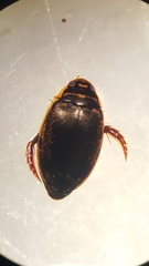 Thermonectus basillaris