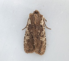 Lithophane oriunda