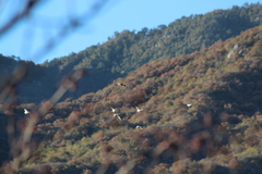 Patagioenas fasciata vioscae